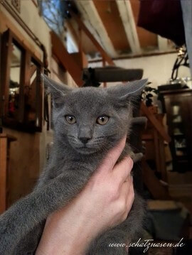Chartreux-Kater Percival