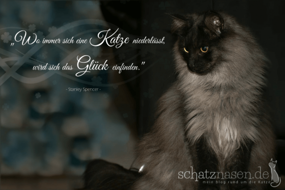 Die Schonsten Katzenspruche Spruchbilder Katzenzitate Weisheiten