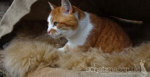 ein Schaffell als Liegeplatz für Katzen ein Schaffell als Liegeplatz für Katzen