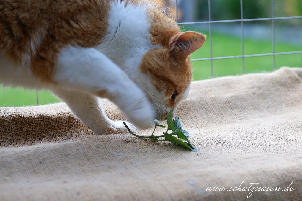 Katze Frisst Katzenminze Katzenminze Welche Wirkung Hat