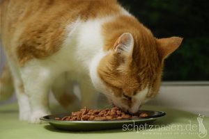 Eine Nierendiät für Katzen