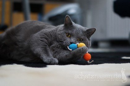 Percy spielt mit Kugelraupe Katzenspielzeug DIY