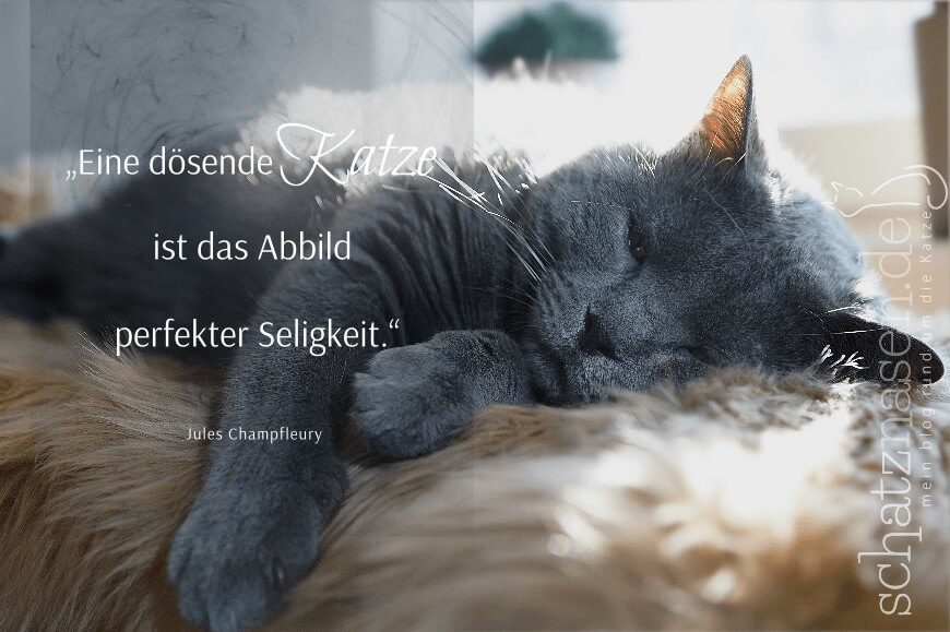 Spruchbilder Katzensprueche Katzenweisheiten Katzenzitate Eine dösende Katze