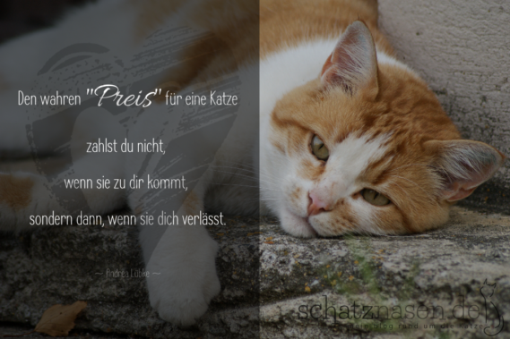 Katzen Sprüche Und Zitate