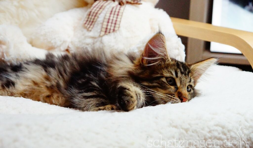 Corona Katzen