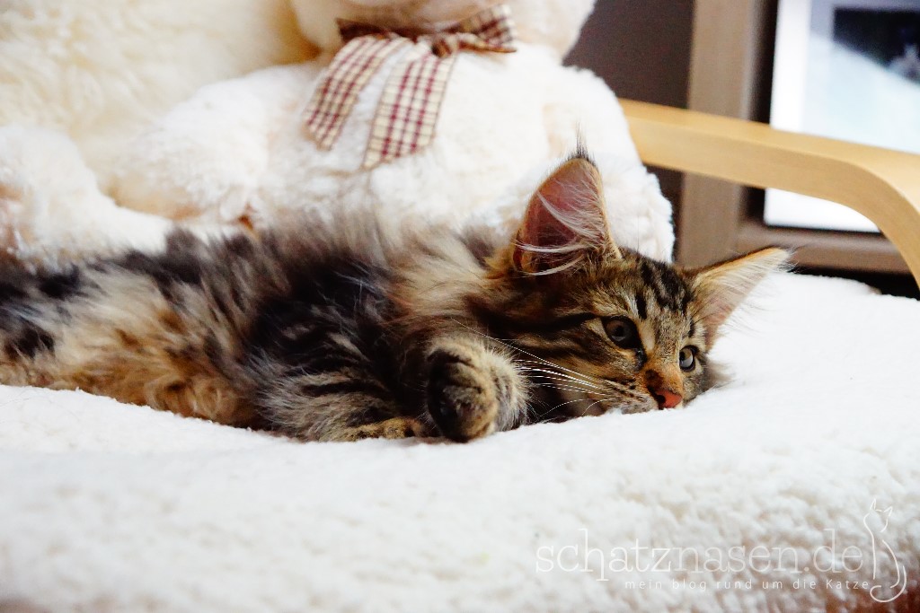 Corona Katzen